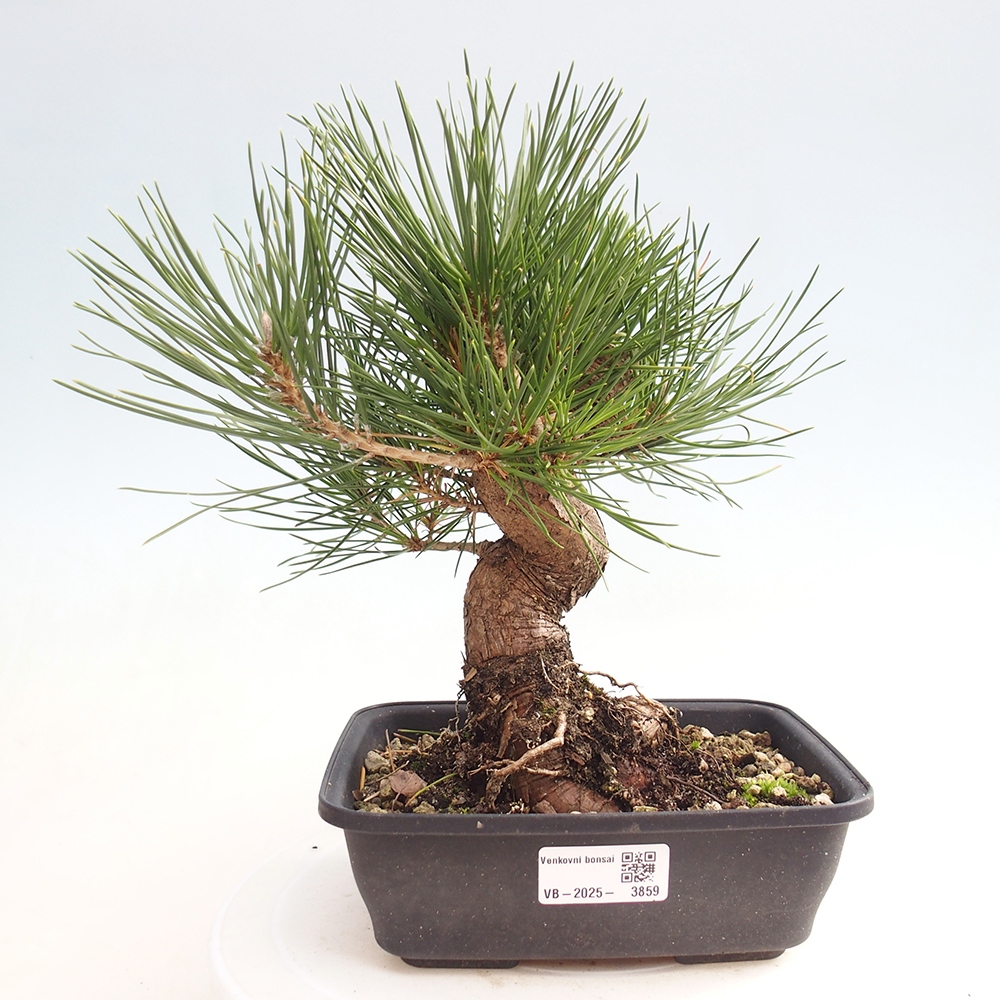 Outdoor bonsai - Pinus thunbergii - sosna Thunberga