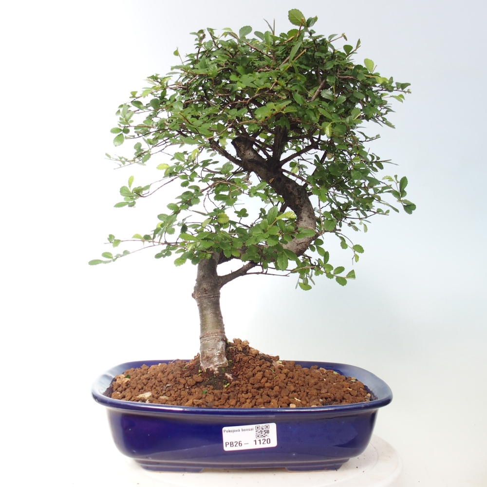 Pokój bonsai - Ulmus parvifolia - Wiąz drobnolistny
