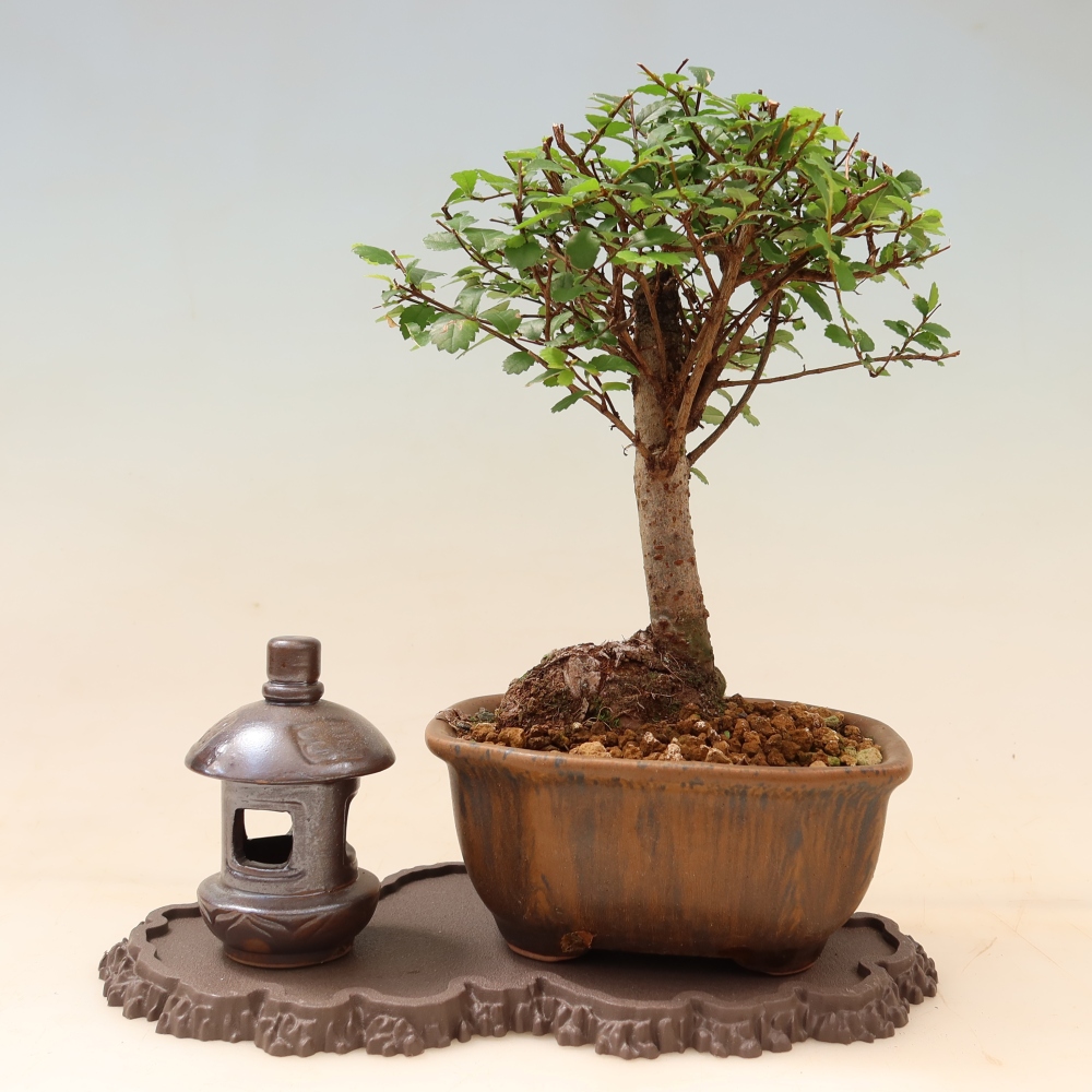 Plastikowa podstawka pod bonsai 22,5 x 12 x 1 cm, kolor brązowy
