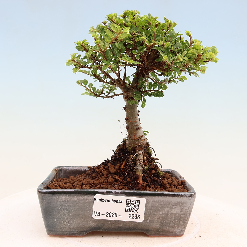 Bonsai ogrodowe – Ulmus parvifolia Sagei – wiąz drobnolistny