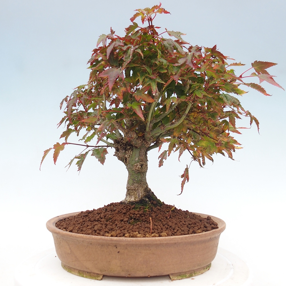 Acer palmatum KIOHIME - klon palmowy
