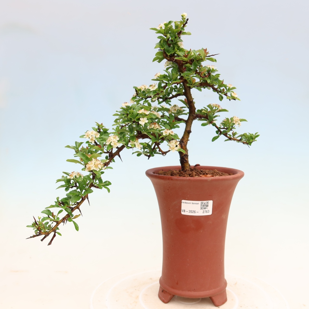 Bonsai ogrodowe – Pyracantha teton – ognik szkarłatny