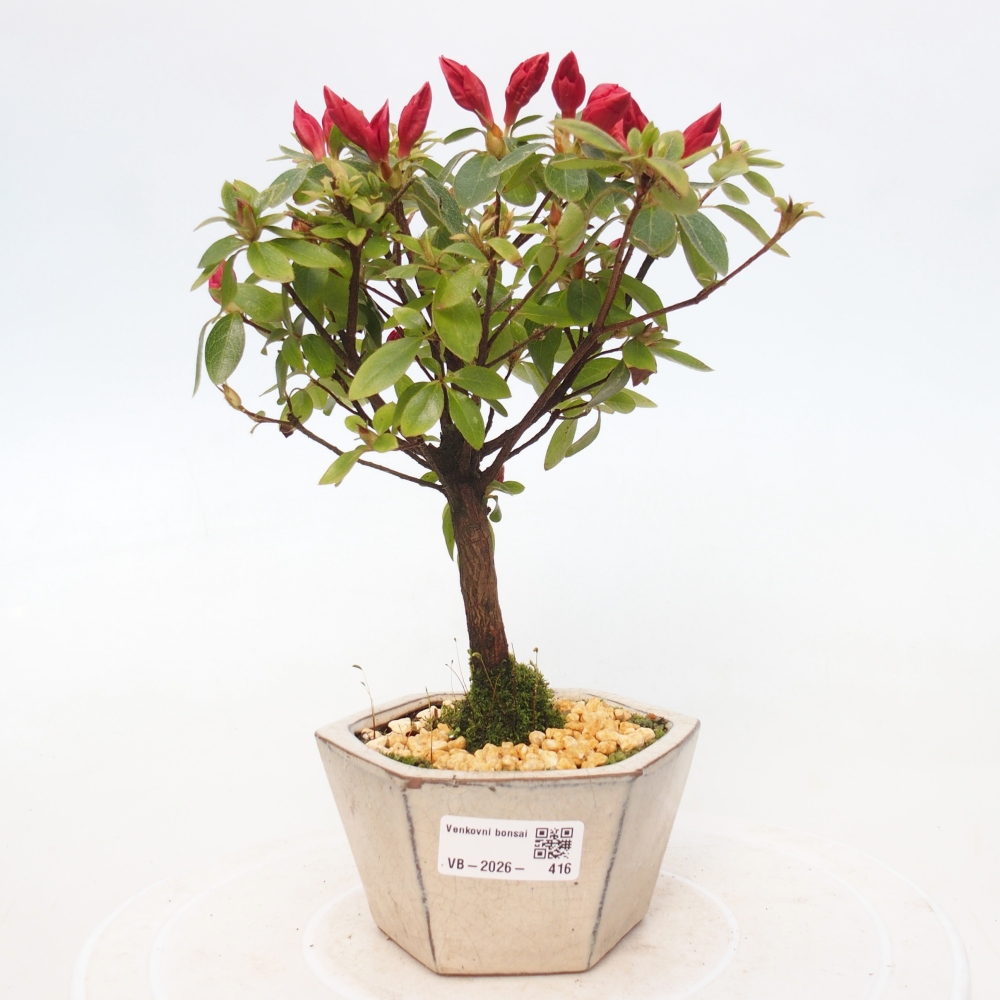 Outdoor bonsai - Azalia japońska - Azalea sp.