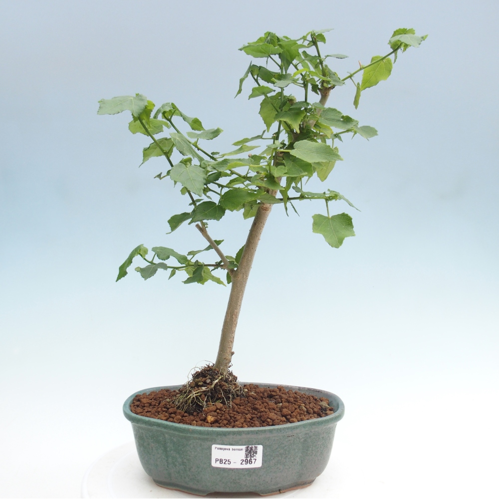 Kryte bonsai - Malvaviscus arboreus - hibiskus drzewny