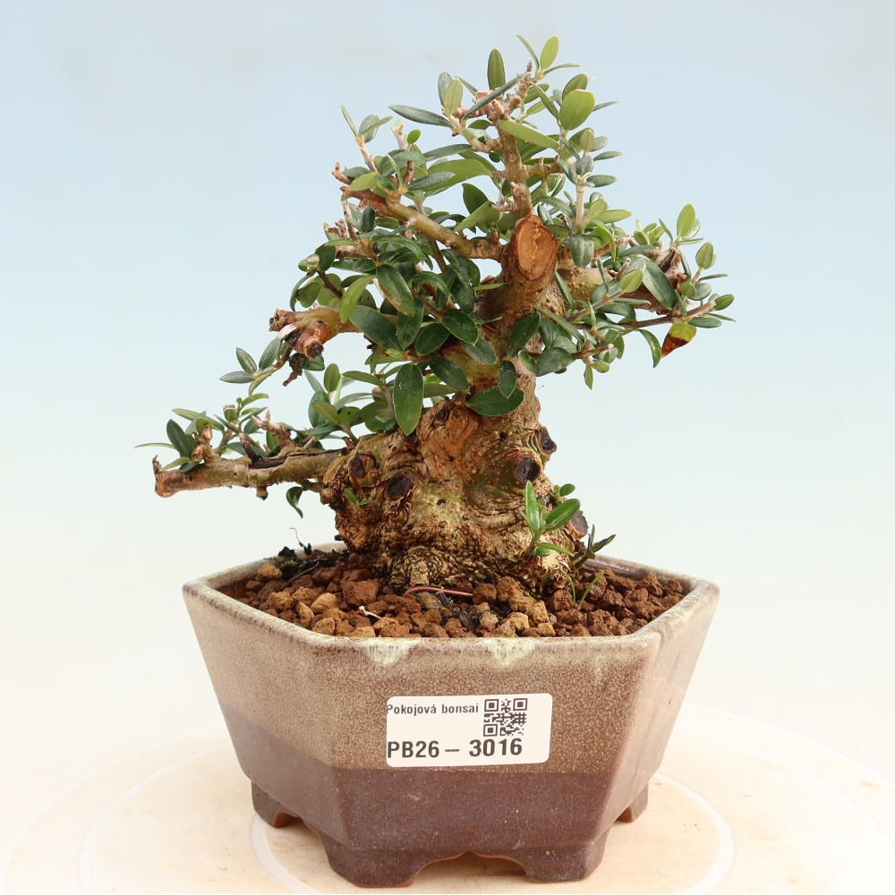 Bonsai do wnętrz - Olea europaea sylvestris