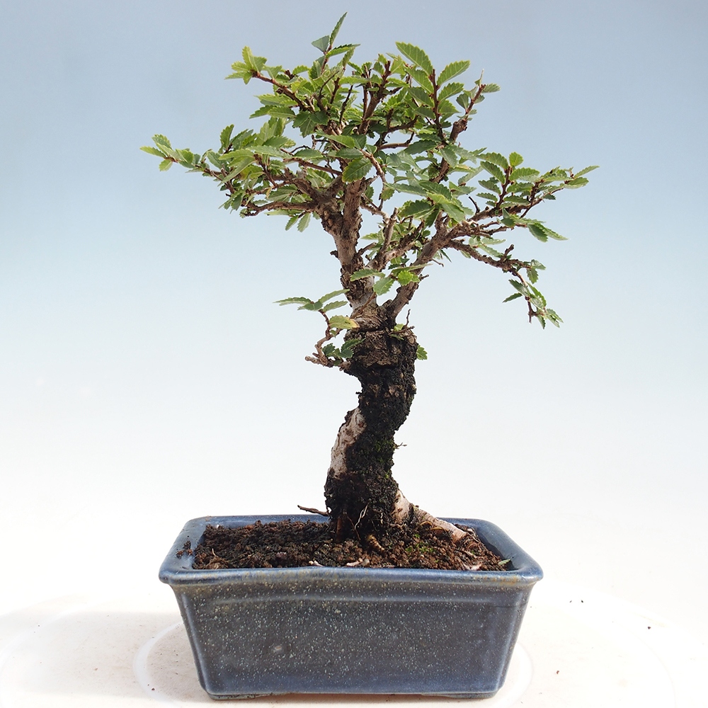 Outdoor bonsai - Zelkova - Zelkova NIRE