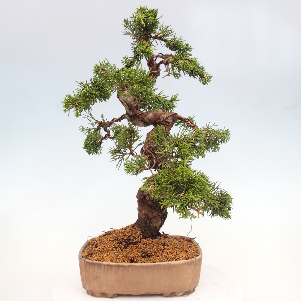 Outdoor bonsai - Juniperus chinensis Itoigawa - Jałowiec chiński