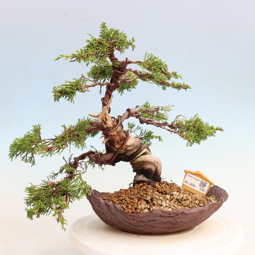 Bonsai ogrodowe – Juniperus chinensis Itoigawa – jałowiec chiński