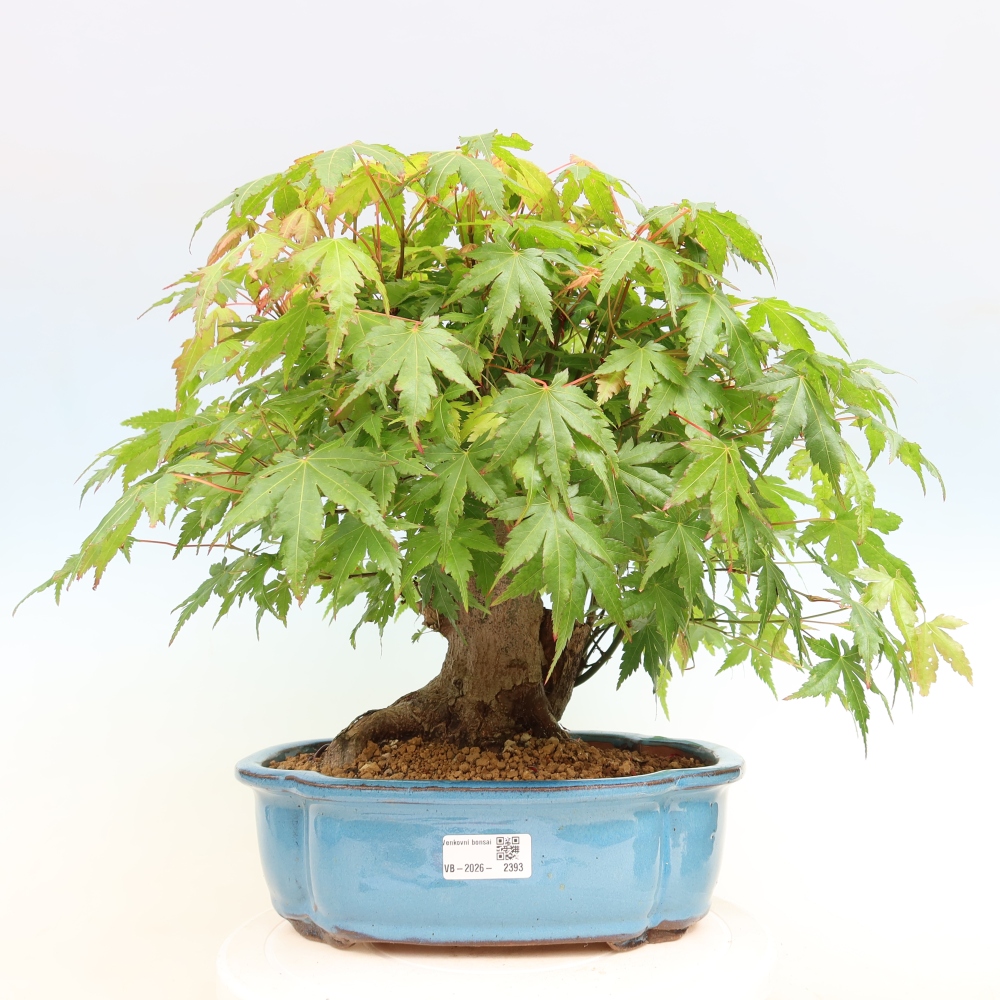 Outdoor bonsai - Klon burgeryjski - Acer burgerianum