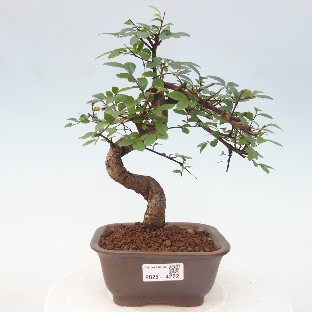Pokój bonsai - Ulmus parvifolia - Wiąz drobnolistny