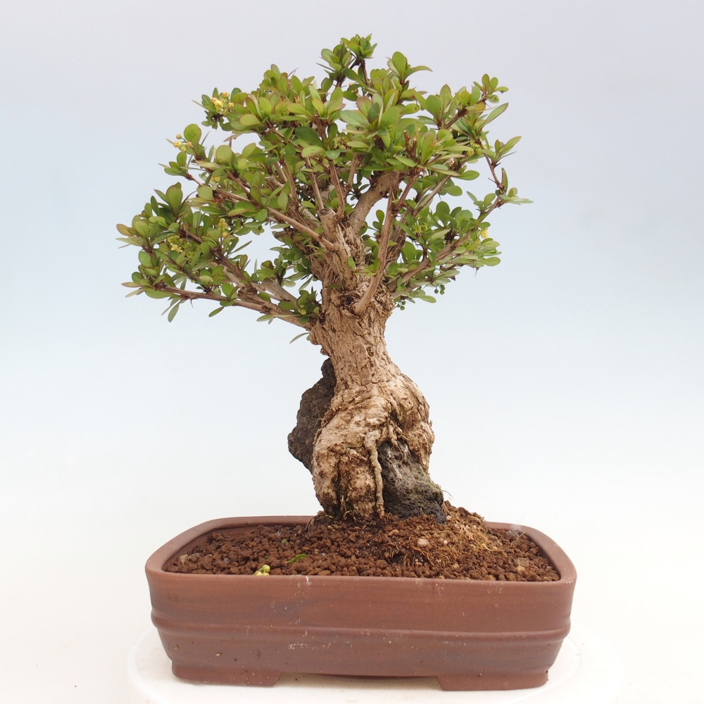 Bonsai zewnętrzne - Berberis coreana