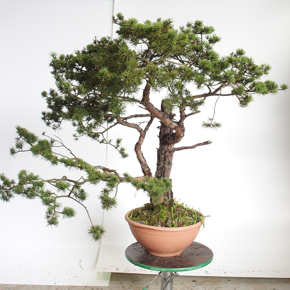 Yamadori - Pinus sylvestris Hiszpania