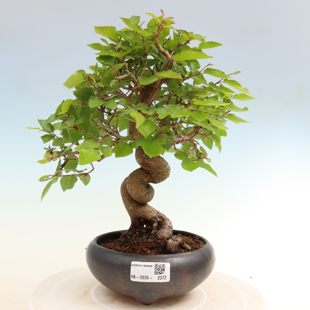 Outdoor bonsai - Carpinus coreana - grab koreański