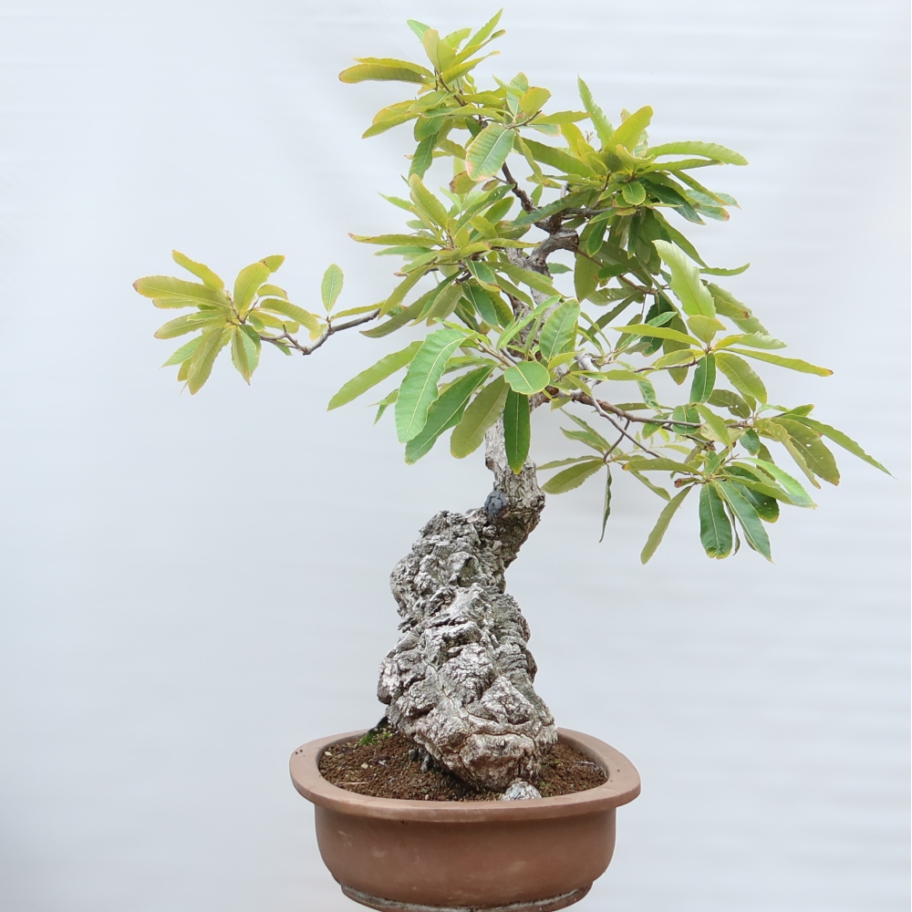 Bonsai ogrodowe – Quercus castaneifolia – Dąb kasztanolistny