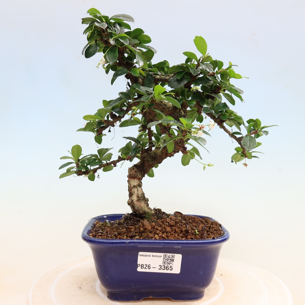 Bonsai pokojowe - Carmona macrophylla - Tea fuki