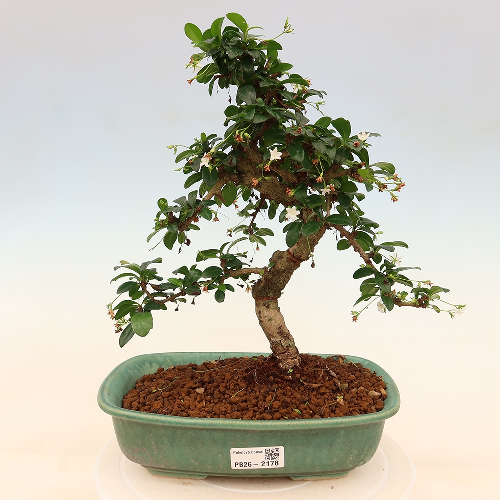 Bonsai pokojowe - Carmona macrophylla - Tea fuki