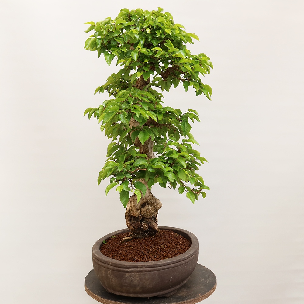Bonsai plenerowe - Carpinus Coreana - grab koreański