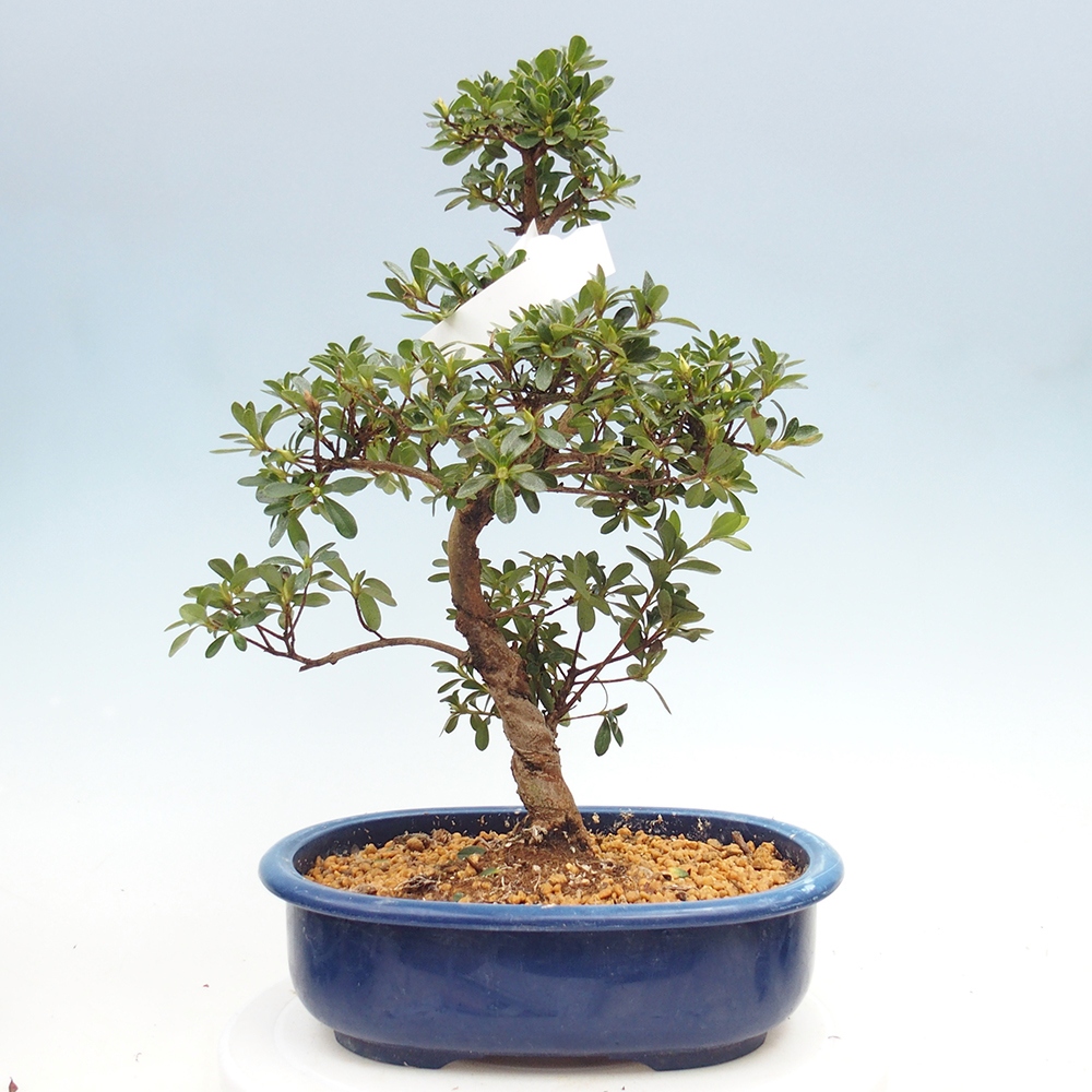 Bonsai zewnętrzne - Azalia japońska - Azalia Asahi-no-izumi