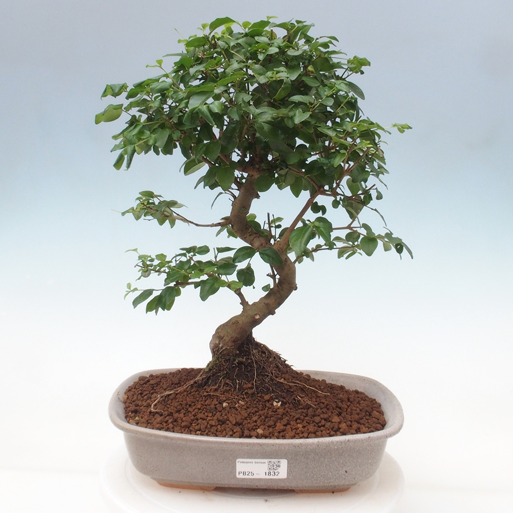 Pokój bonsai -Ligustrum chinensis - Ptasie oko