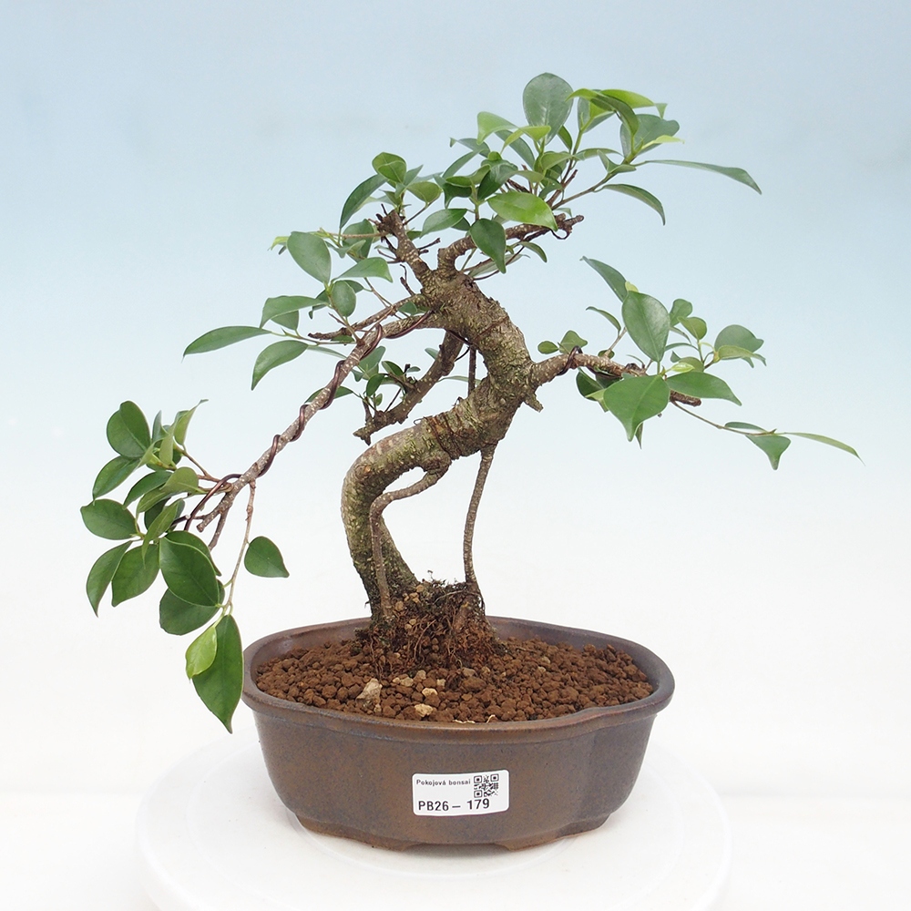 Pokój bonsai - Ficus retusa - figowiec drobnolistny