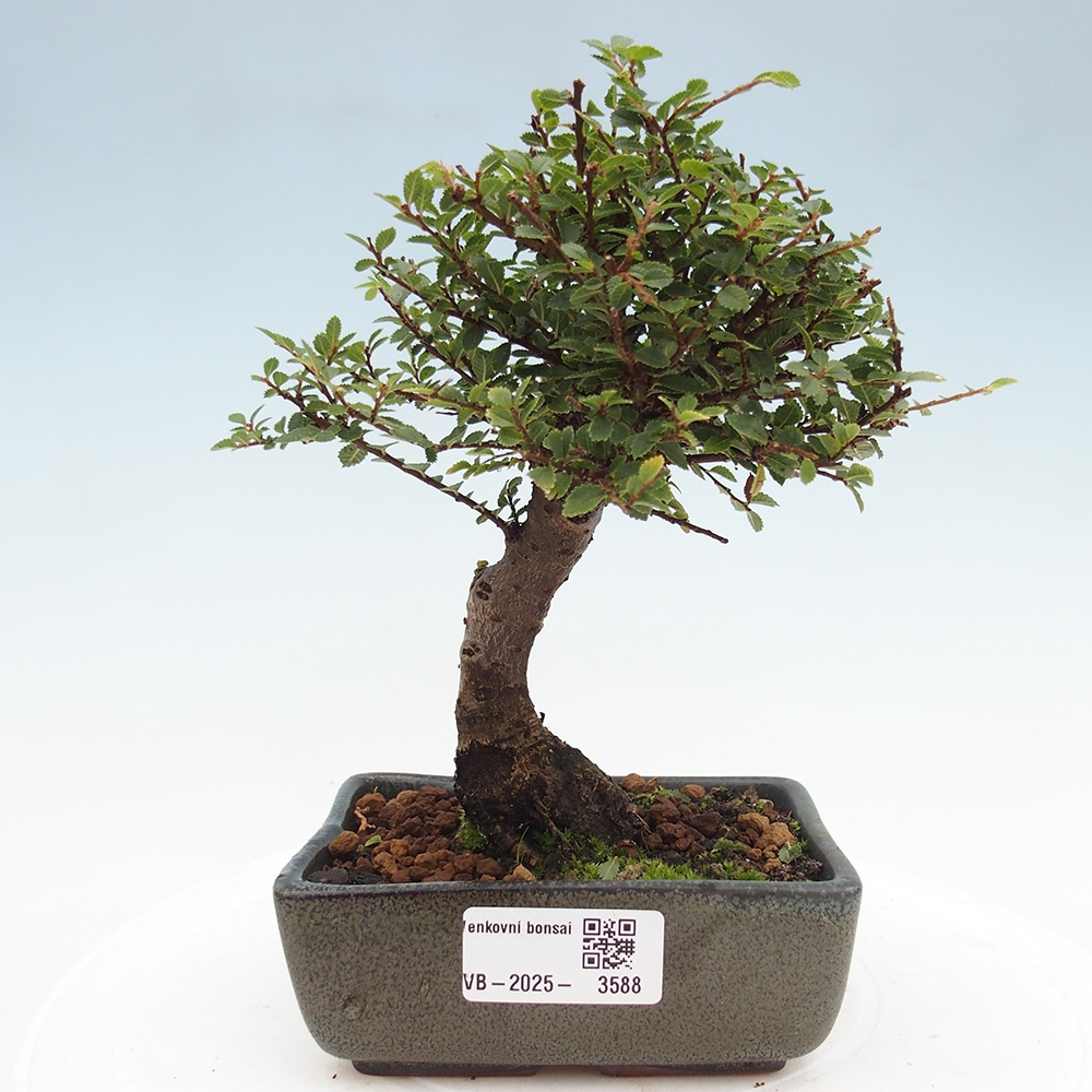 Bonsai zewnętrzne - Ulmus parvifolia Hokkaido - wiąz chiński