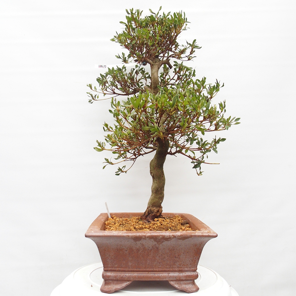 Bonsai zewnętrzne - Azalia japońska - Azalia CHIHIRO