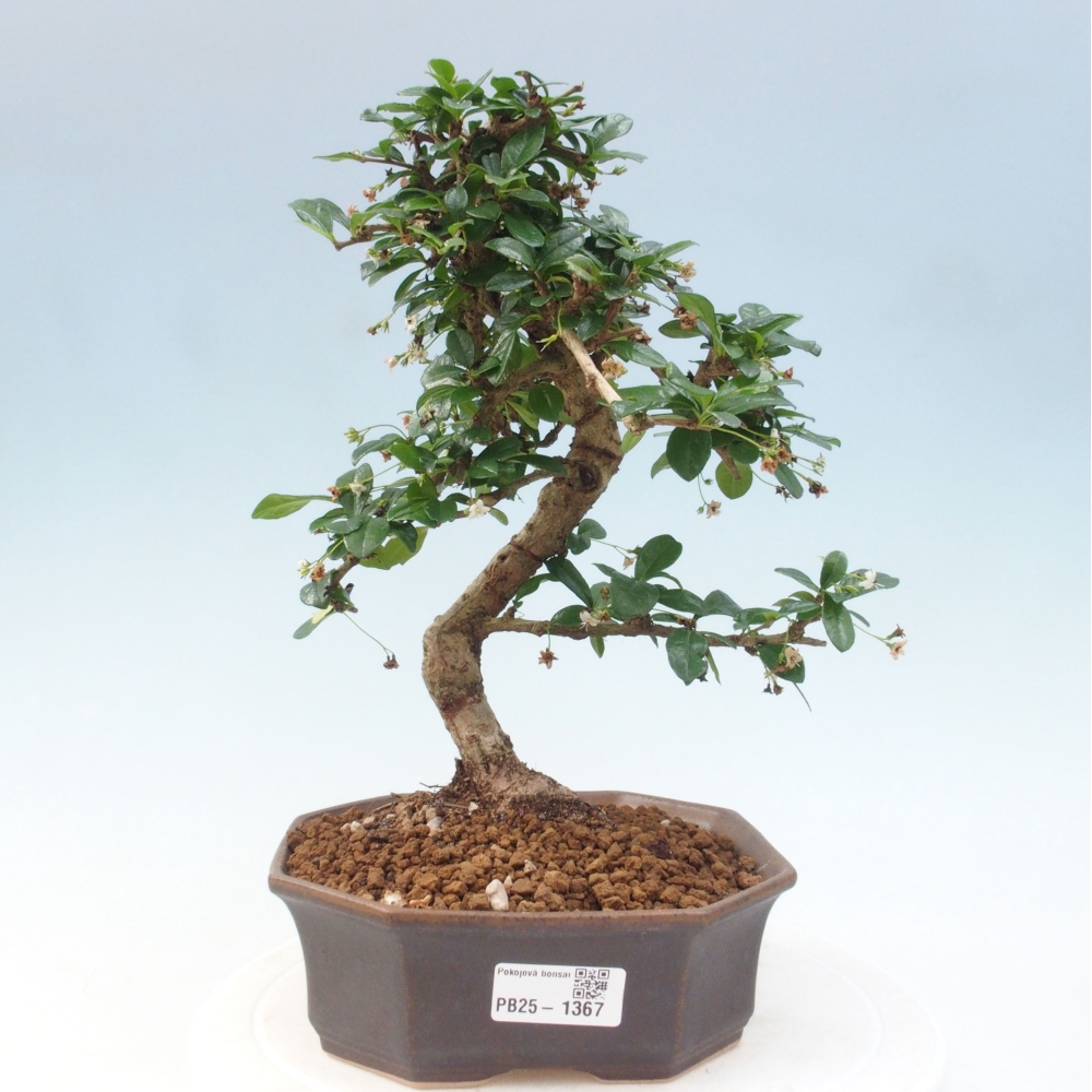 Pokój bonsai - Carmona macrophylla - Tea fuki