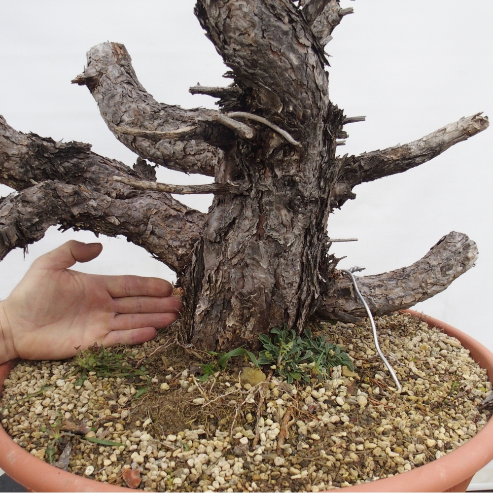 Yamadori - Pinus sylvestris Hiszpania