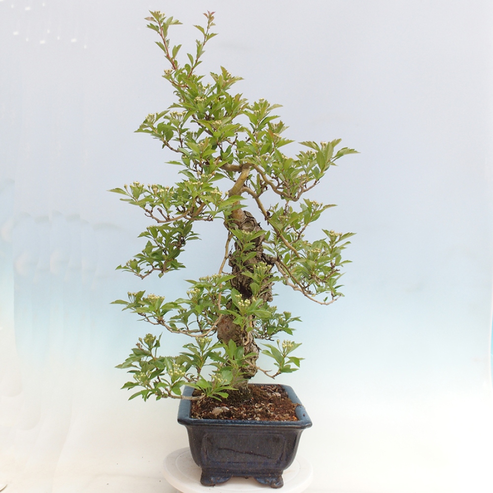 Outdoor bonsai - głóg - Crataegus cuneata