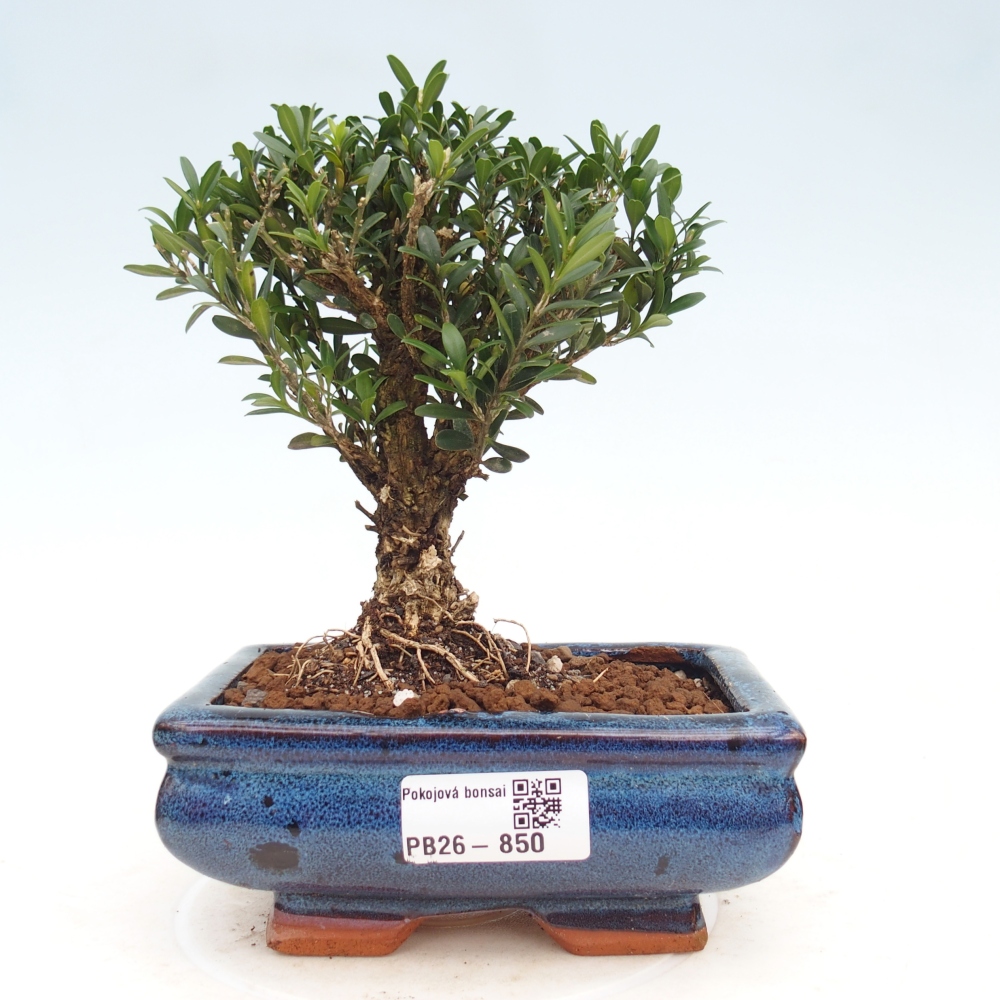 Pokój bonsai - Buxus harlandii - buxus korkowy