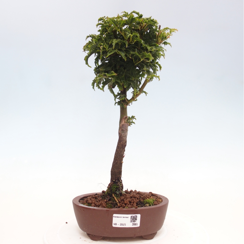 Bonsai zewnętrzne - klon Acer palmatum Shishigashira