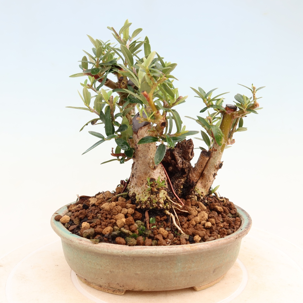 Bonsai do wnętrz - Olea europaea sylvestris