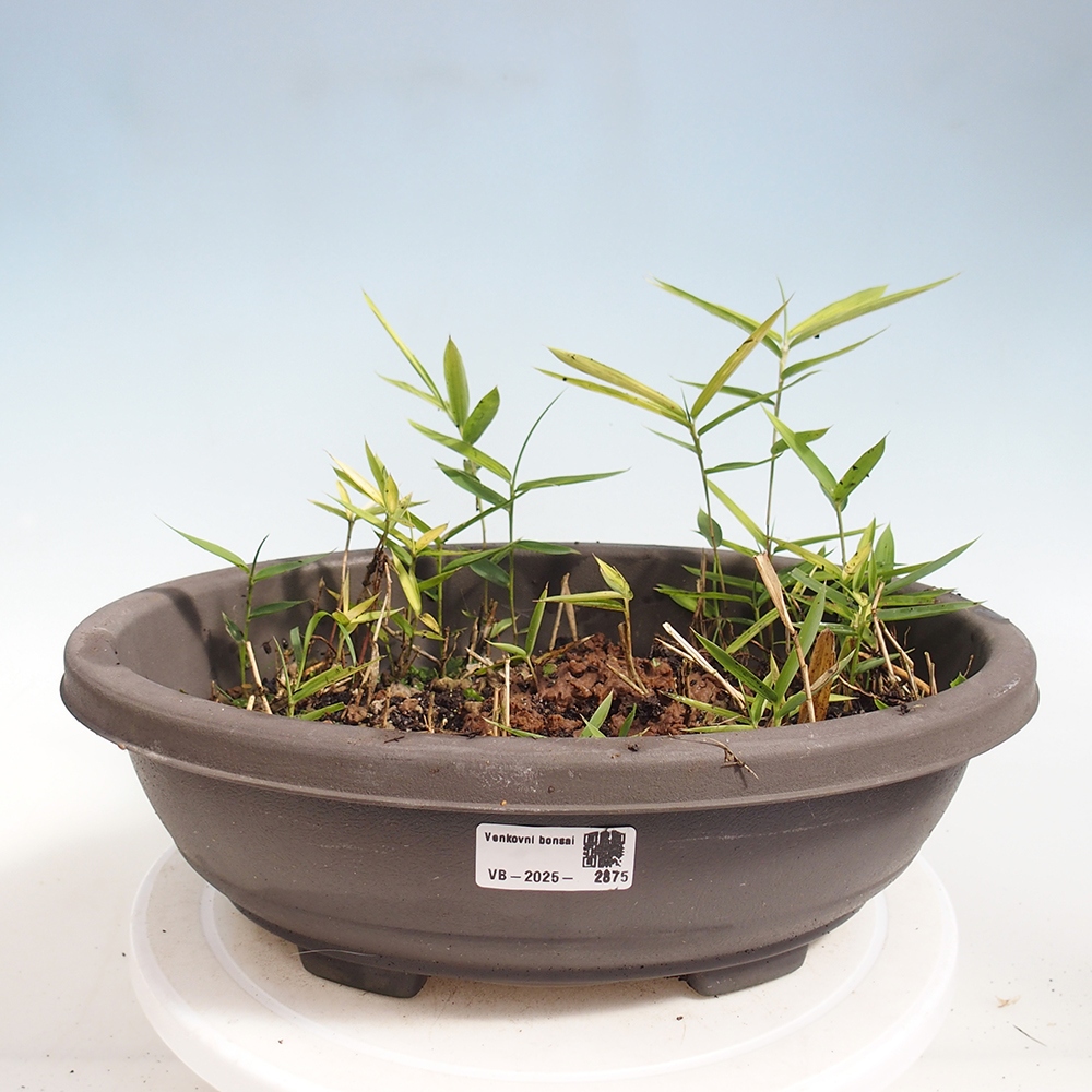 Bonsai zewnętrzne - Pleioblastus argenteostriatus f.pumilus - Bambus karłowaty