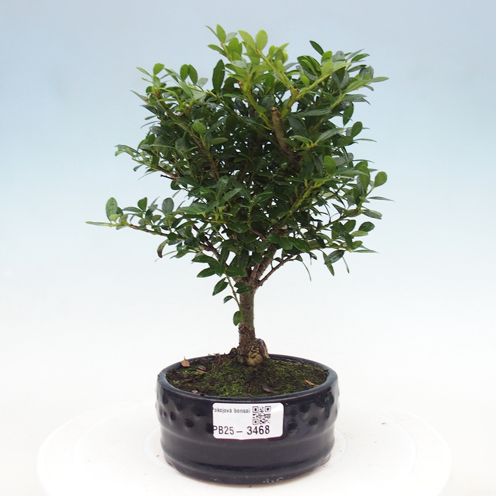 Pokój bonsai - Ilex crenata - Ostrokrzew