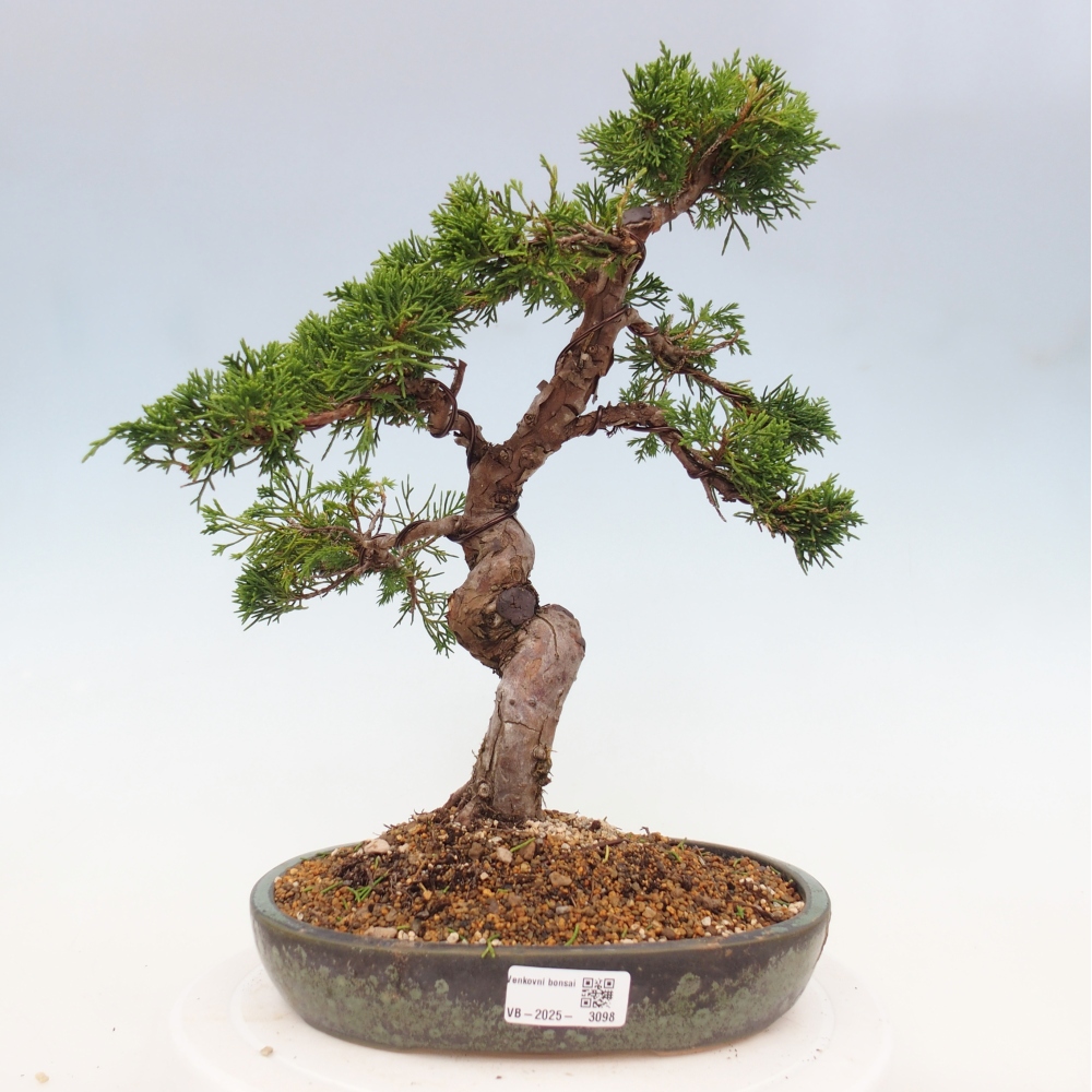 Outdoor bonsai - Juniperus chinensis Itoigawa - Jałowiec chiński