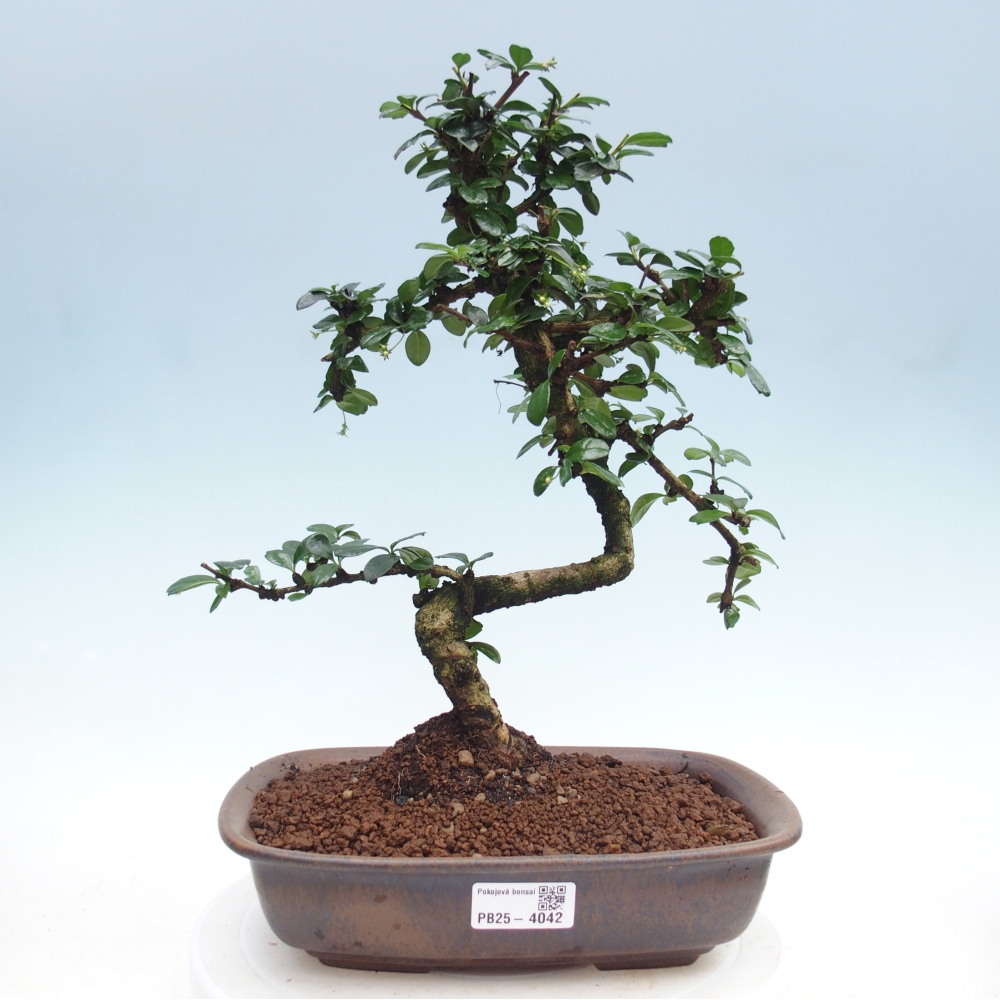 Bonsai pokojowe - Carmona macrophylla - Tea fuki