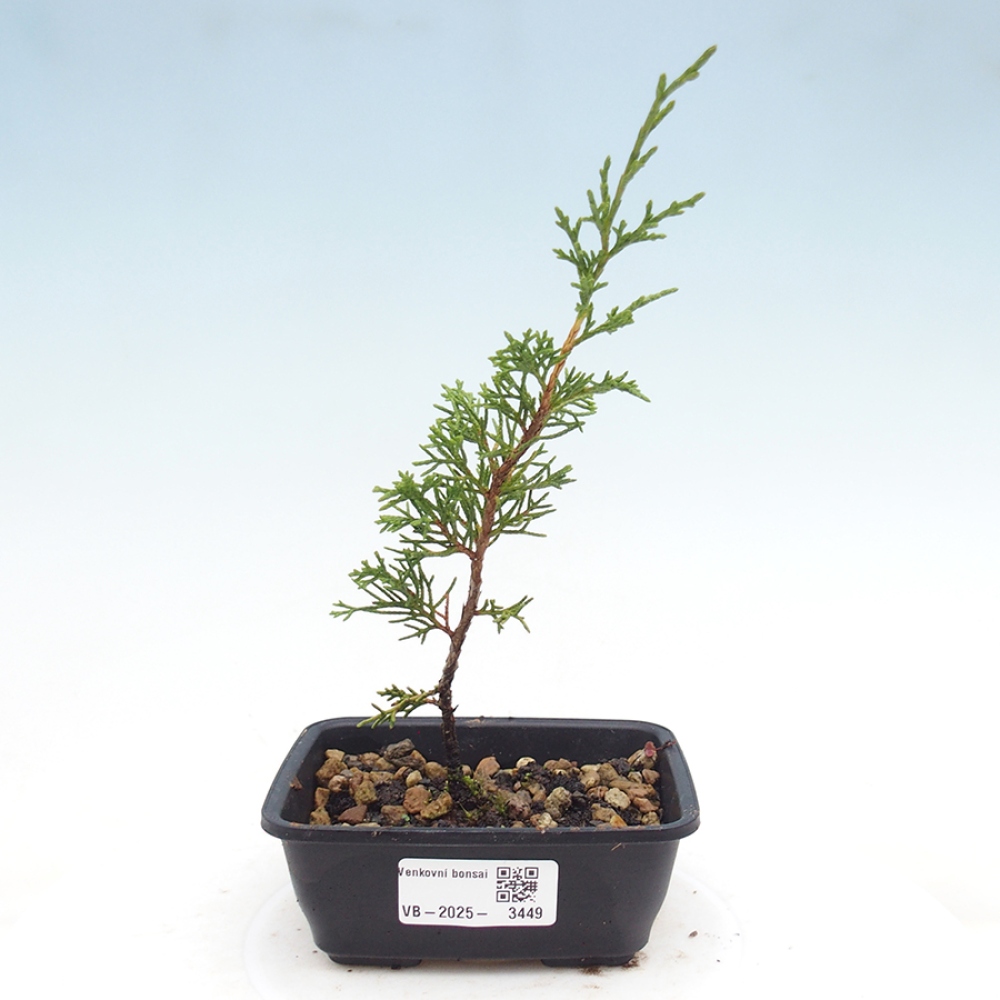 Outdoor bonsai - Juniperus chinensis Itoigawa