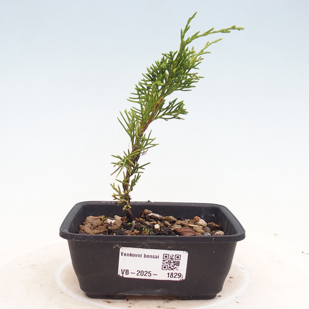 Outdoor bonsai - Juniperus chinensis Itoigawa - Jałowiec chiński