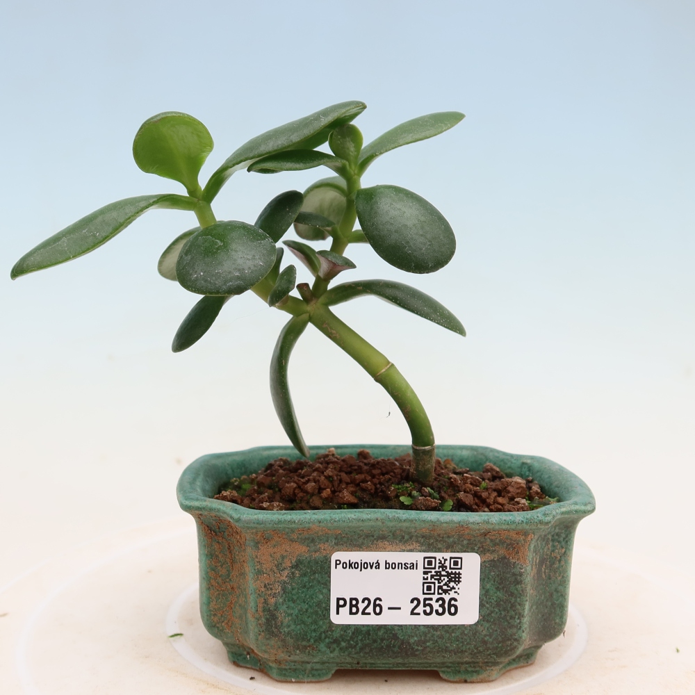 Pokój bonsai - Portulakaria Afra - Tlustice