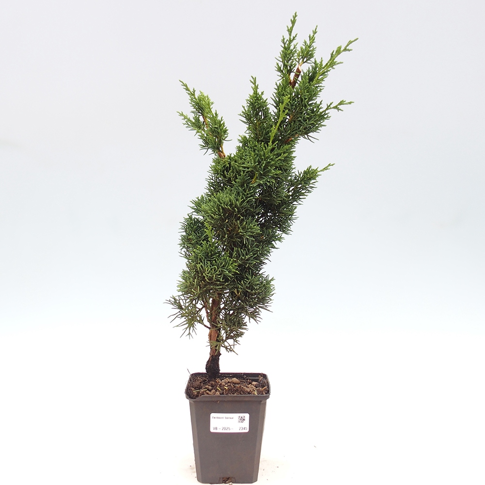 Outdoor bonsai - Juniperus chinensis Kishu - chiński jałowiec