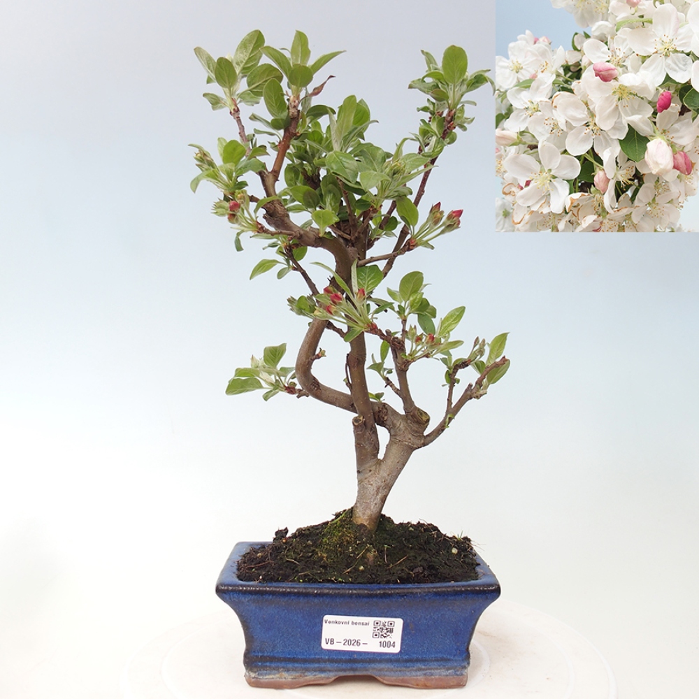 Outdoor bonsai - Malus halliana - Jabłoń drobnoowocowa