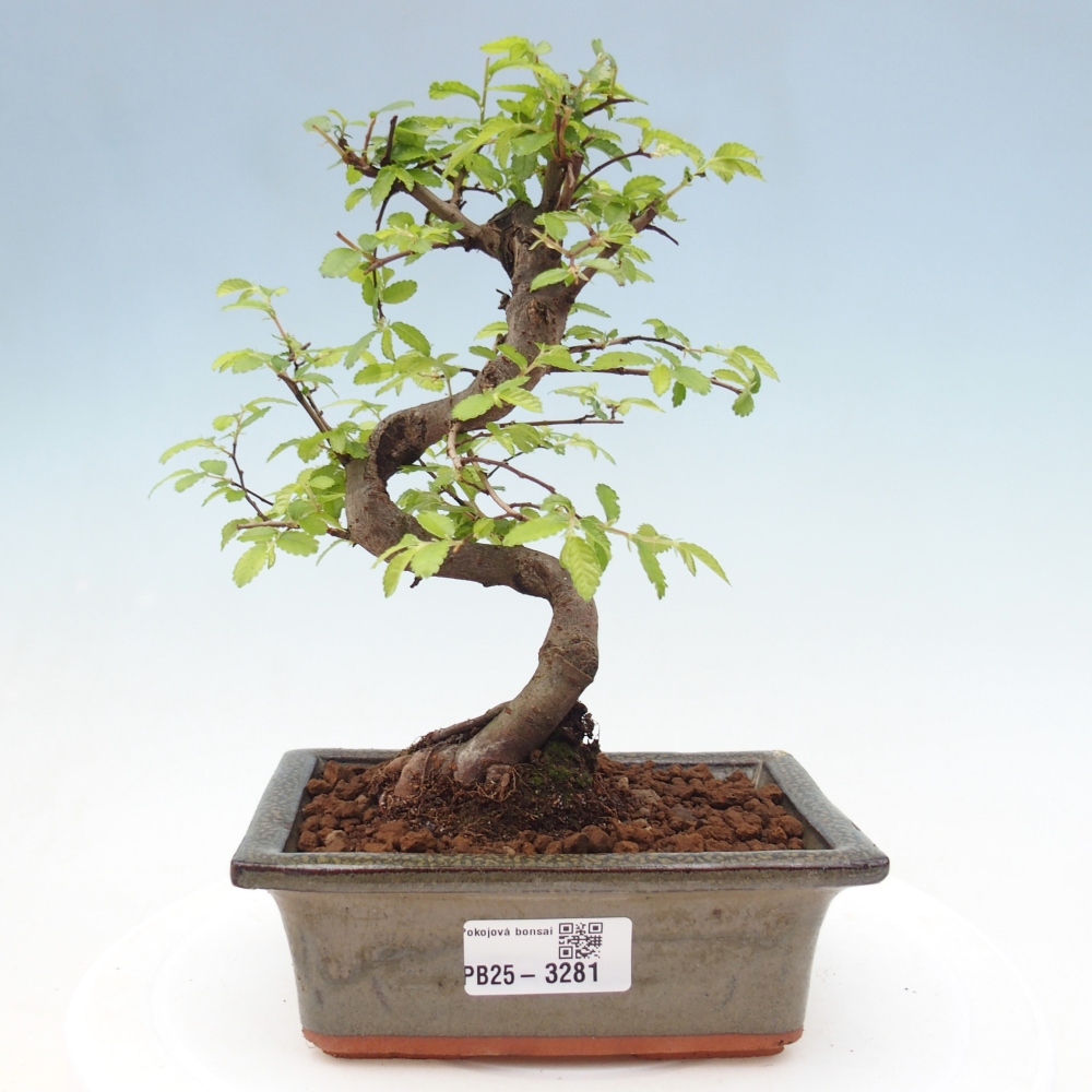 Pokój bonsai - Ulmus parvifolia - Wiąz drobnolistny