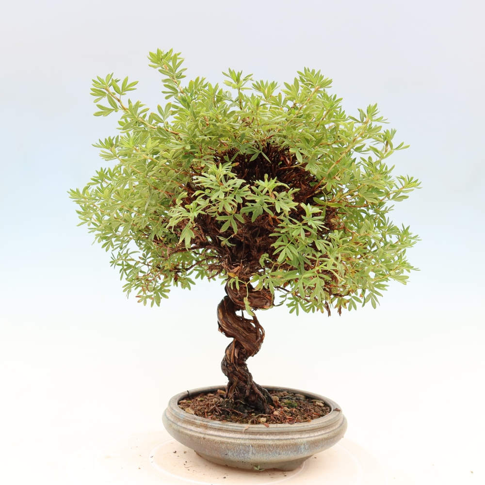 Bonsai zewnętrzne - Potentila fruticosa