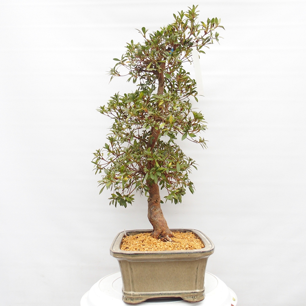 Outdoor bonsai - Azalia japońska - Azalia Haruurara