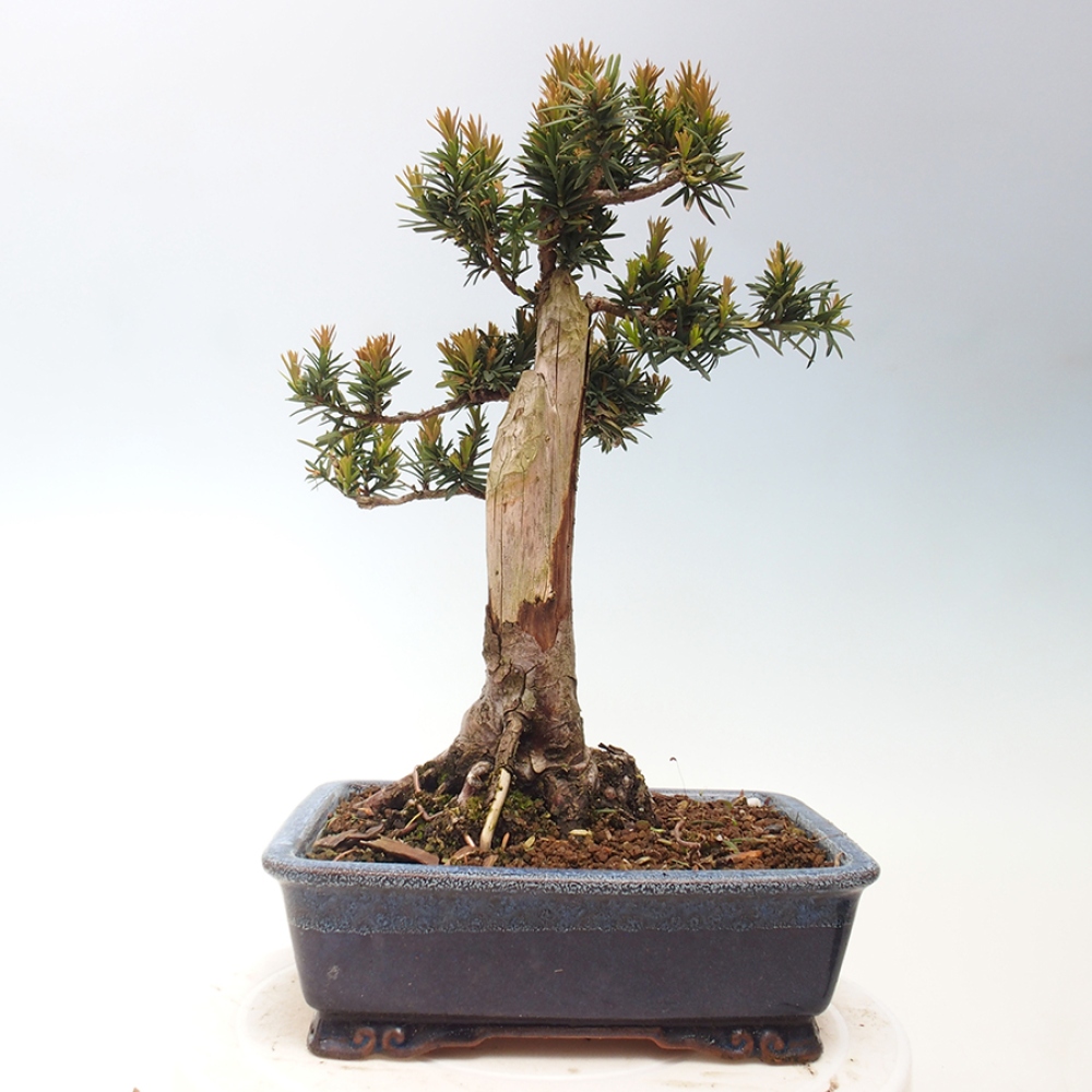 Bonsai na zewnątrz - Taxus cuspidata - cis japoński