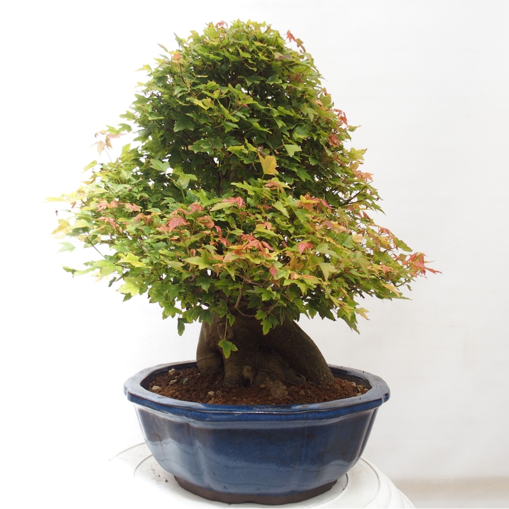 Outdoor bonsai - Maple Buergerianum - Burger Maple