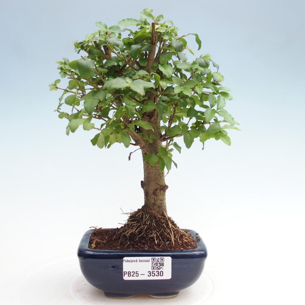 Pokój bonsai - Ligustrum chinensis - Dziób ptaka