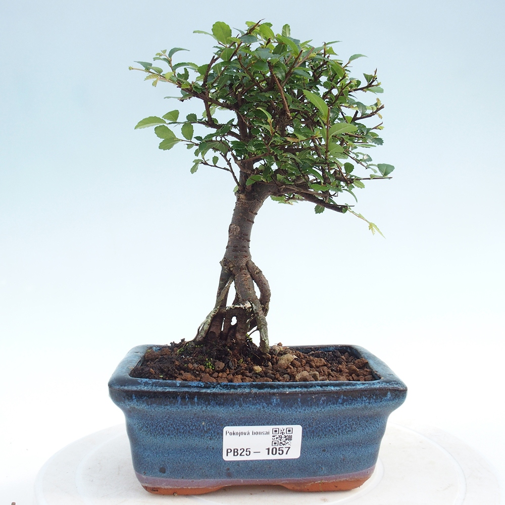 Bonsai wewnętrzne - Ulmus parvifolia - Wiąz drobnolistny