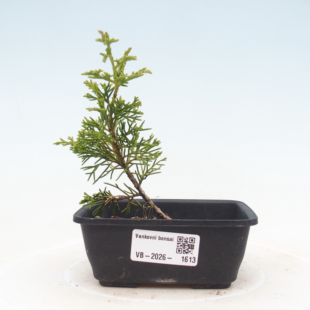 Outdoor bonsai - Juniperus chinensis Itoigawa