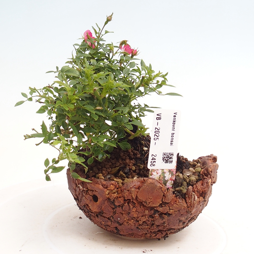 Bonsai zewnętrzne - Rosa Cutie Pie - Róże